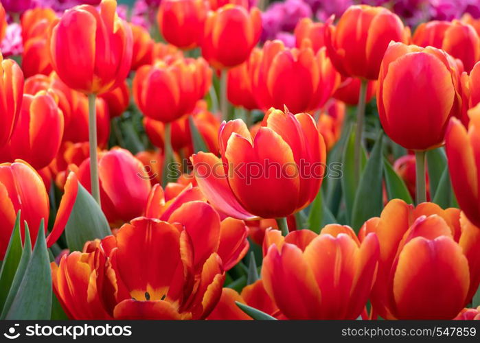 Beautiful orange tulips flower with green leaves grown in garden. orange tulips flower