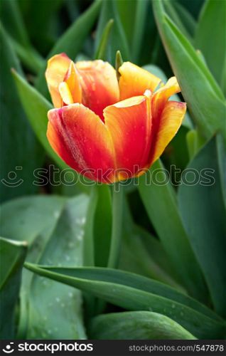 Beautiful orange tulips flower with green leaves grown in garden. orange tulips flower