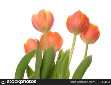 Beautiful orange tulips on white background