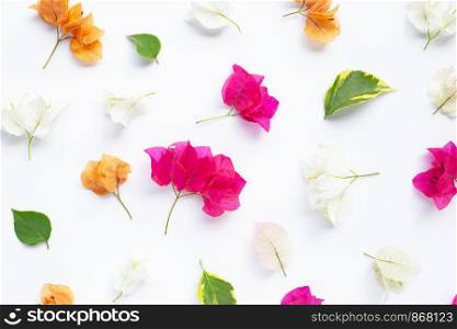 Beautiful orange, white and red bougainvillea flower on white background.