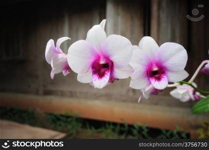Beautiful Orchid