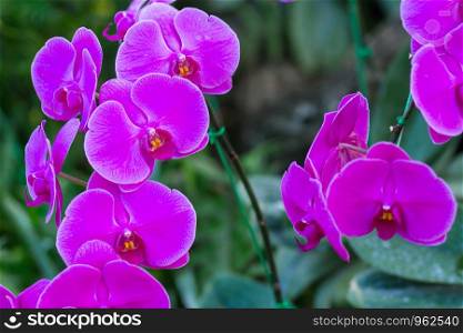 Beautiful orchid flower are found in tropical restrict in Thailand.