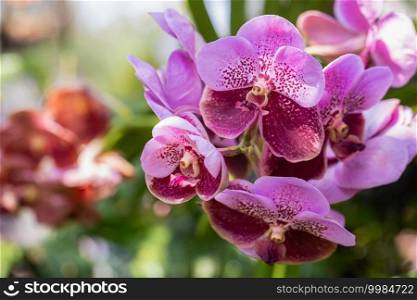 Beautiful orchid flower blooming at rainy season. Vanda orchidaceae