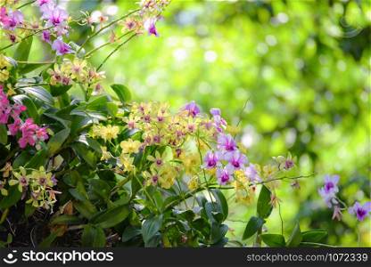 Beautiful orchid flower blossoming on green nature spring garden flowers colorful plant and bokeh background