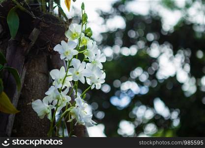 Beautiful orchid flower in garden at Morning sun with natural background.