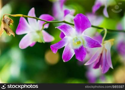 Beautiful orchid flower in garden at Morning sun with natural background.
