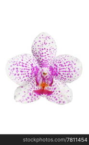 beautiful orchid flower isolated