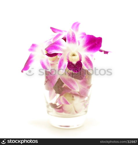 beautiful orchid flower isolated on white background