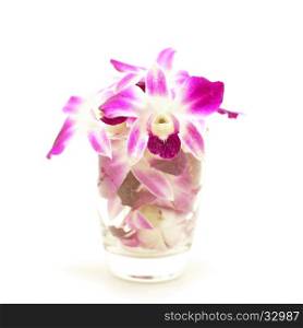 beautiful orchid flower isolated on white background