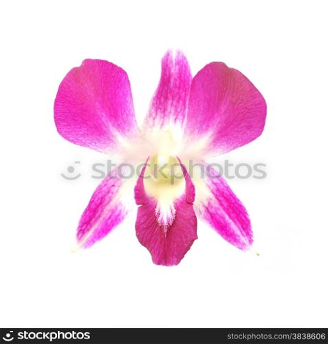 beautiful orchid flower isolated on white background