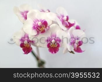 beautiful orchid flower on isolated background