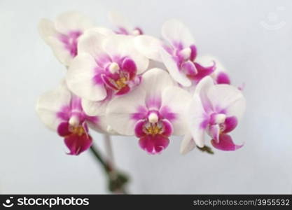 beautiful orchid flower on isolated background