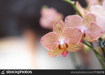 Beautiful orchid flower with natural background, Select the focus and blur.