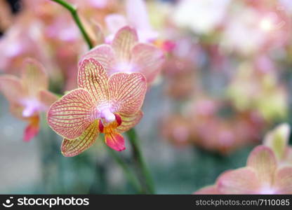 Beautiful orchid flower with natural background, Select the focus and blur, Make Lens Flare.