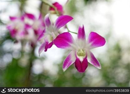 beautiful orchid flower with nature background