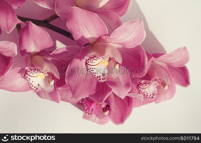 beautiful orchid flowers