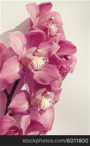beautiful orchid flowers