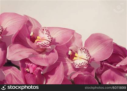 beautiful orchid flowers