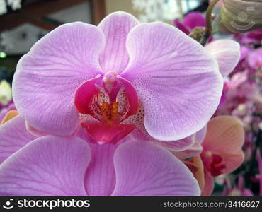 Beautiful orchid flowers in bright colors