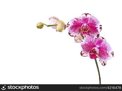 Beautiful orchid in bloom on pure white background