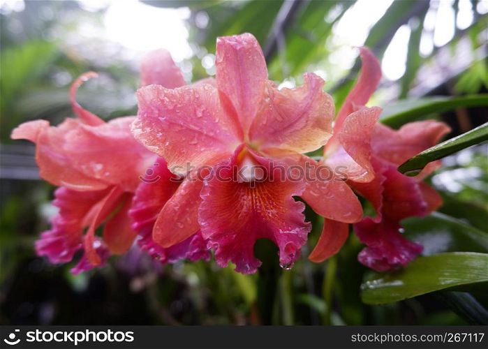 Beautiful orchid in garden