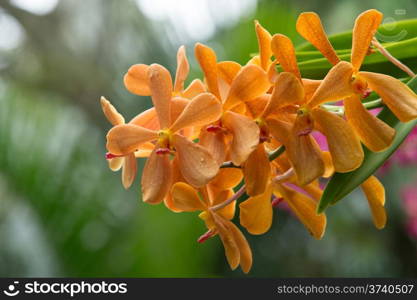 beautiful orchid on green background