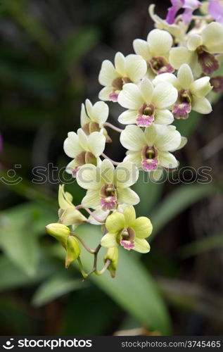 beautiful orchid on green background