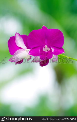 beautiful orchid on green background