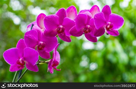 beautiful orchid on green background
