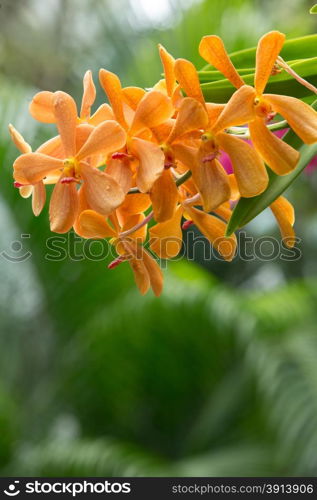 beautiful orchid on green background