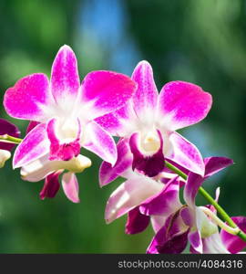 beautiful orchid on green background