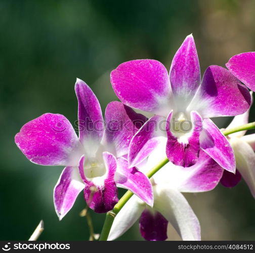 beautiful orchid on green background