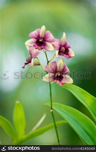 beautiful orchid on green background