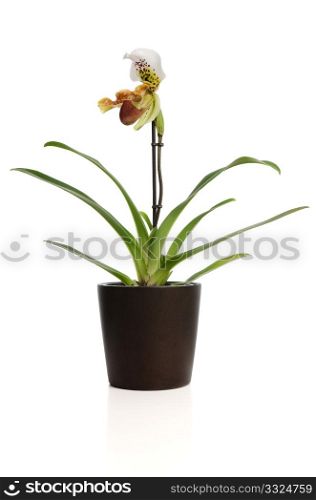 Beautiful orchid (Paphiopedilum Maudiae) and vase on white background.