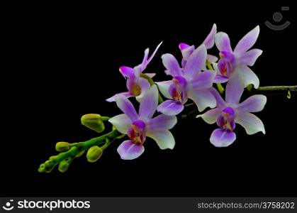 Beautiful orchid, Phalaenopsis hybrid on black background
