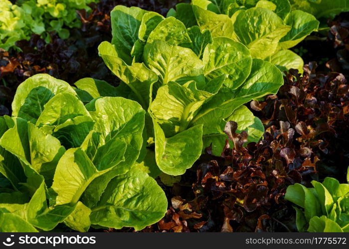 Beautiful organic Butterhead ,Mini Cos, green and red oak lettuce or Salad vegetable garden on the soil growing,Harvesting Agricultural Farming.