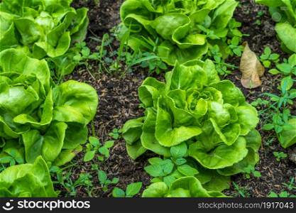 Beautiful organic green Butterhead lettuce or Salad vegetable garden on the soil growing,Harvesting Agricultural Farming.