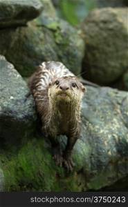 Beautiful otter standing at the Zoo