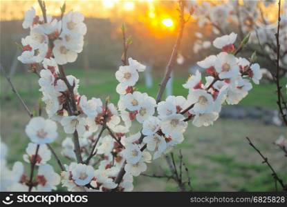 Beautiful outdoor blooming garden. Spring tree blossom in sunset sunrise rays. Blossoming closeup tree petals.