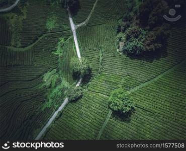 Beautiful overhead aerial shot of a green agricultural field. A beautiful overhead aerial shot of a green agricultural field