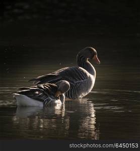 Beautiful pair of Greylag Goose Anser Anser sitting in sunshine on lake