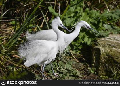 Beautiful pair of Little Egret birds gretta garzetta on riverbank in Spring sunshine