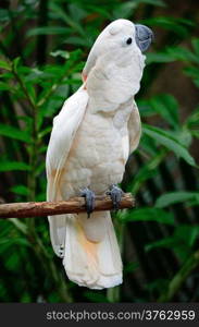 Beautiful pale pink Cockatoo, Mollucan Cockatoo (Cacatua moluccensis), standing on a branch