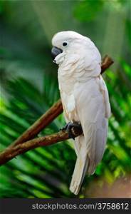 Beautiful pale pink Cockatoo, Moluccan or Seram Cockatoo (Cacatua moluccensis), standing on a branch