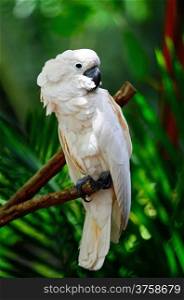 Beautiful pale pink Cockatoo, Moluccan or Seram Cockatoo (Cacatua moluccensis), standing on a branch