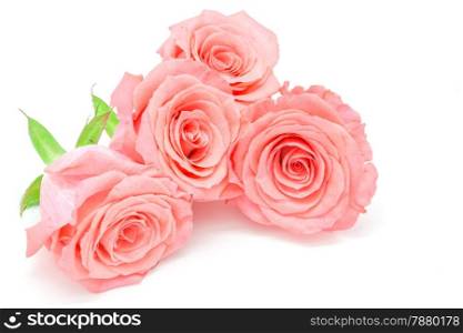 Beautiful pale pink rose flower, isolated on white background