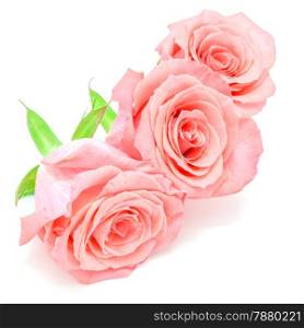 Beautiful pale pink rose flower, isolated on white background