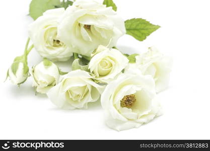 Beautiful pale yellow rose on white background