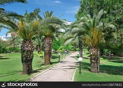 Beautiful palm alley in the park