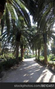 Beautiful palm garden-Carthage-Tunisia